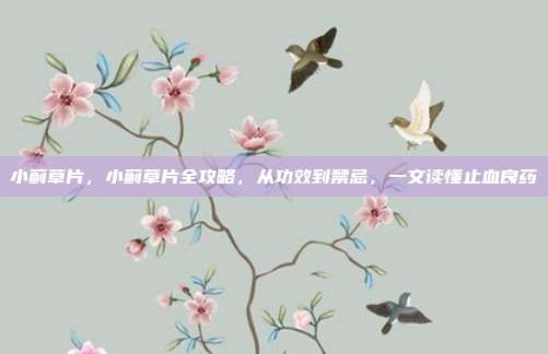 小蓟草片，小蓟草片全攻略，从功效到禁忌，一文读懂止血良药