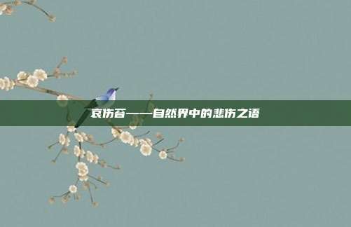 哀伤苔——自然界中的悲伤之语