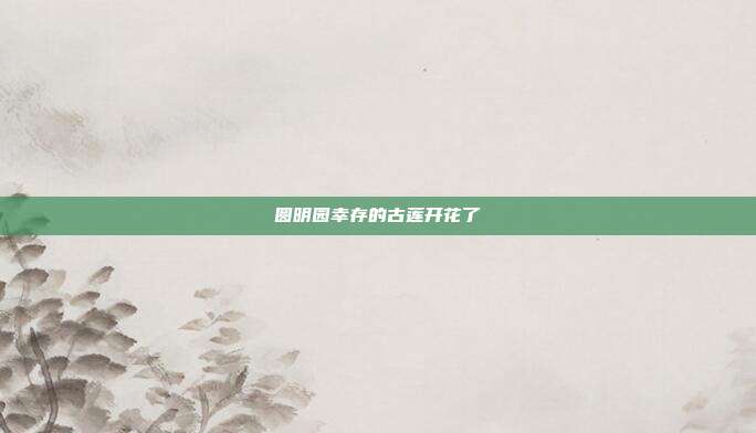 圆明园幸存的古莲开花了